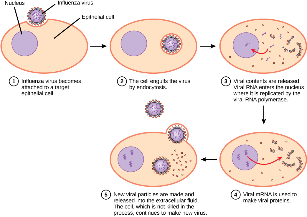 Figure_21_02_01.png