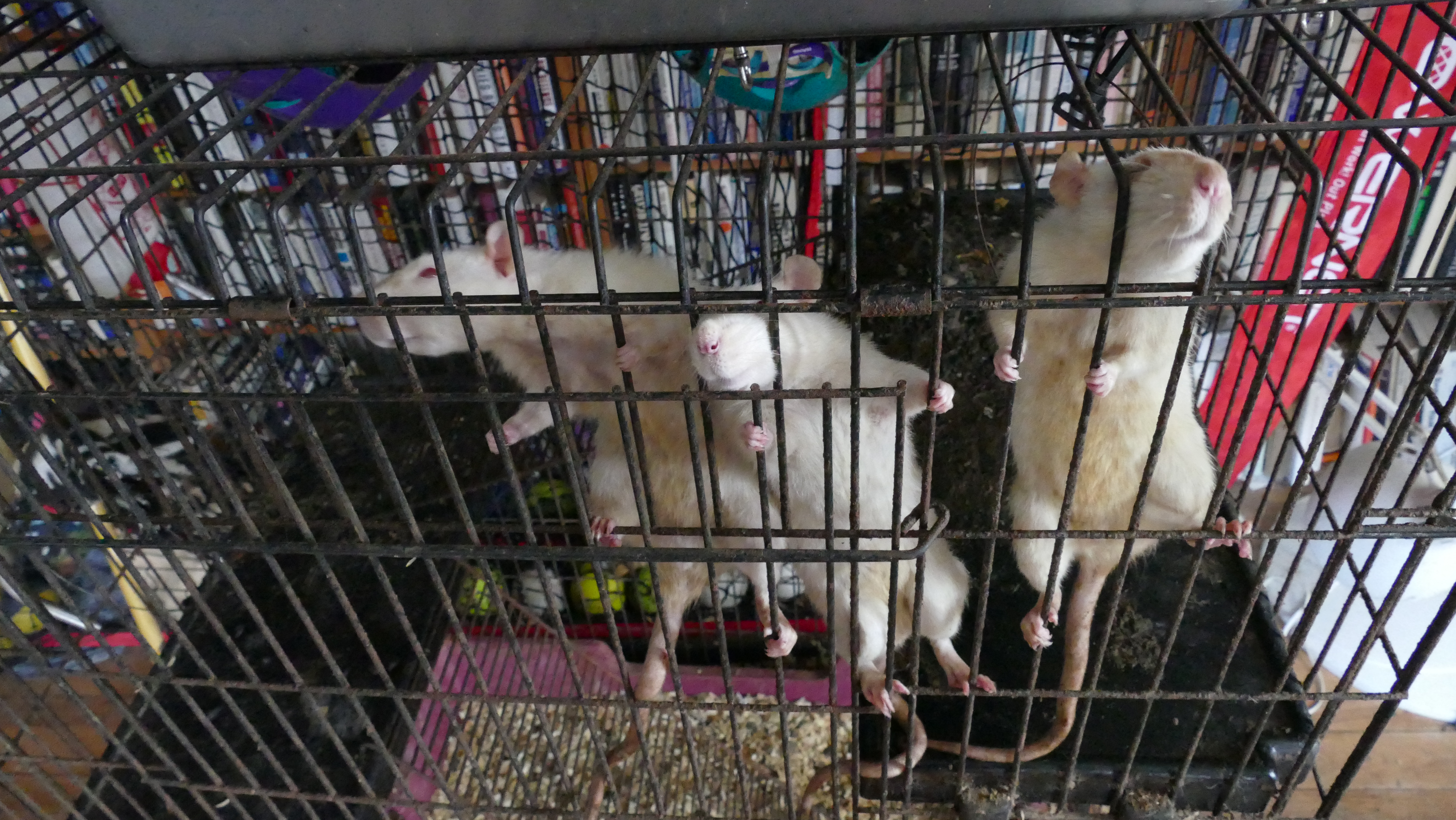 3 rats extremely interested in getting their first food of the day.JPG