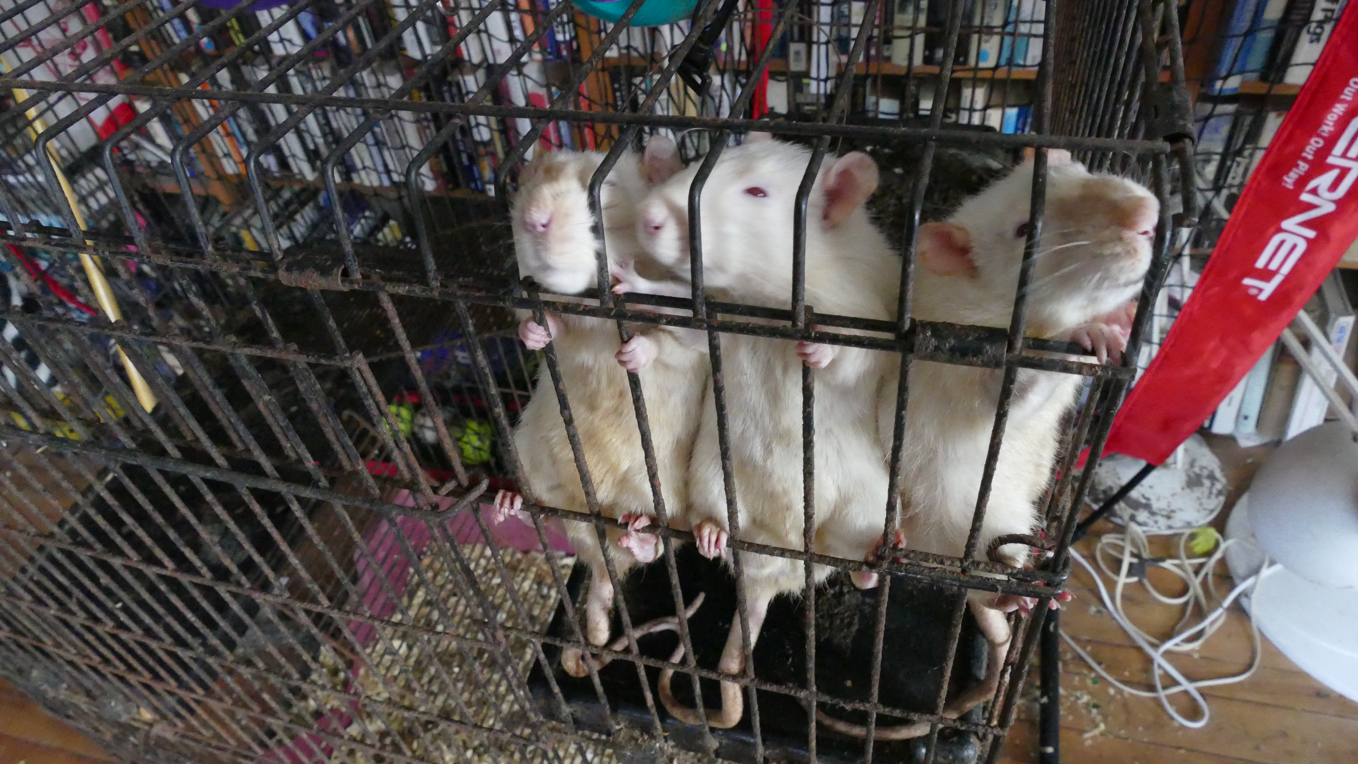 the 3 rats in a familiar position.JPG