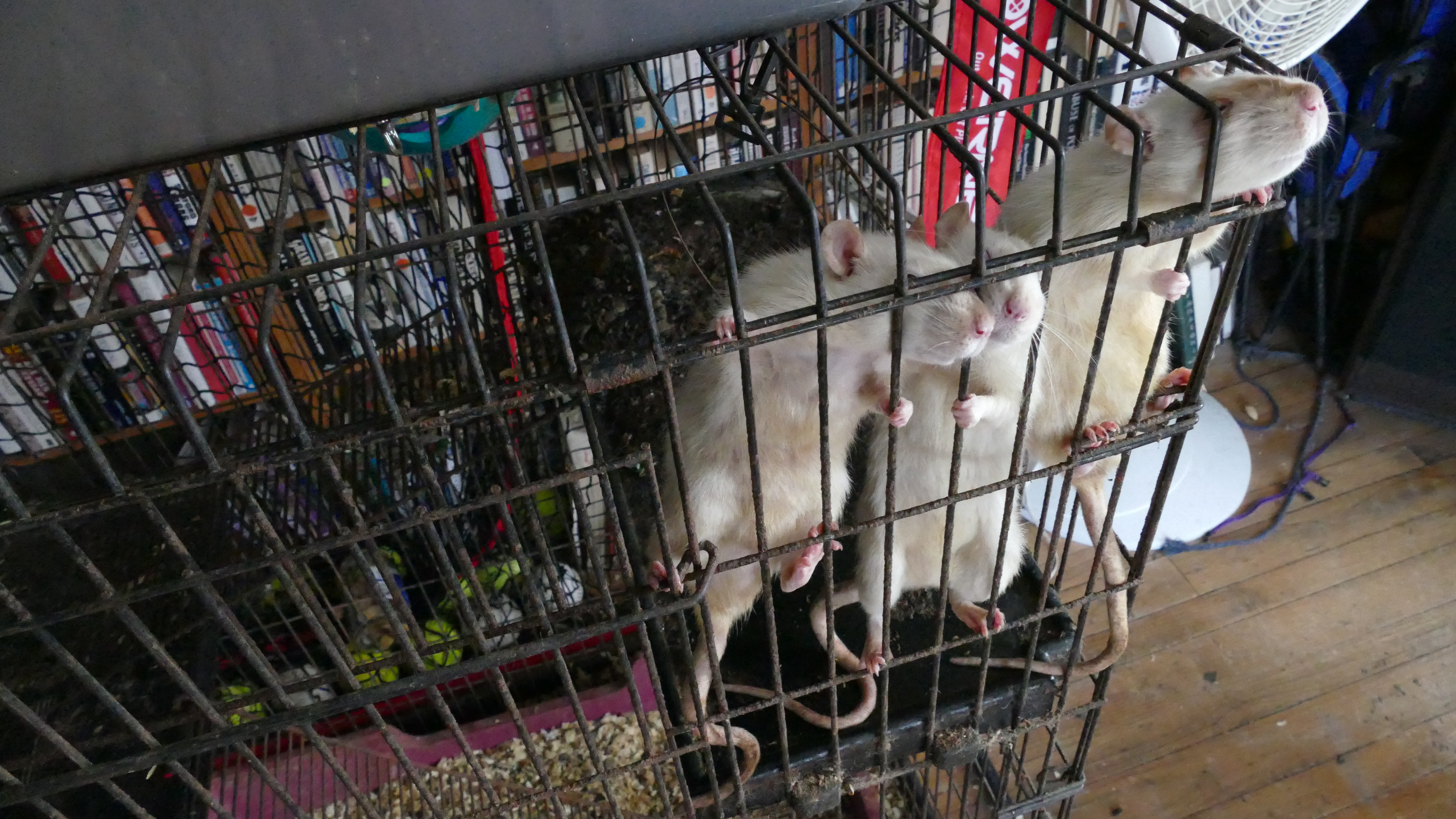 the 3 rats looking for their feeding.JPG