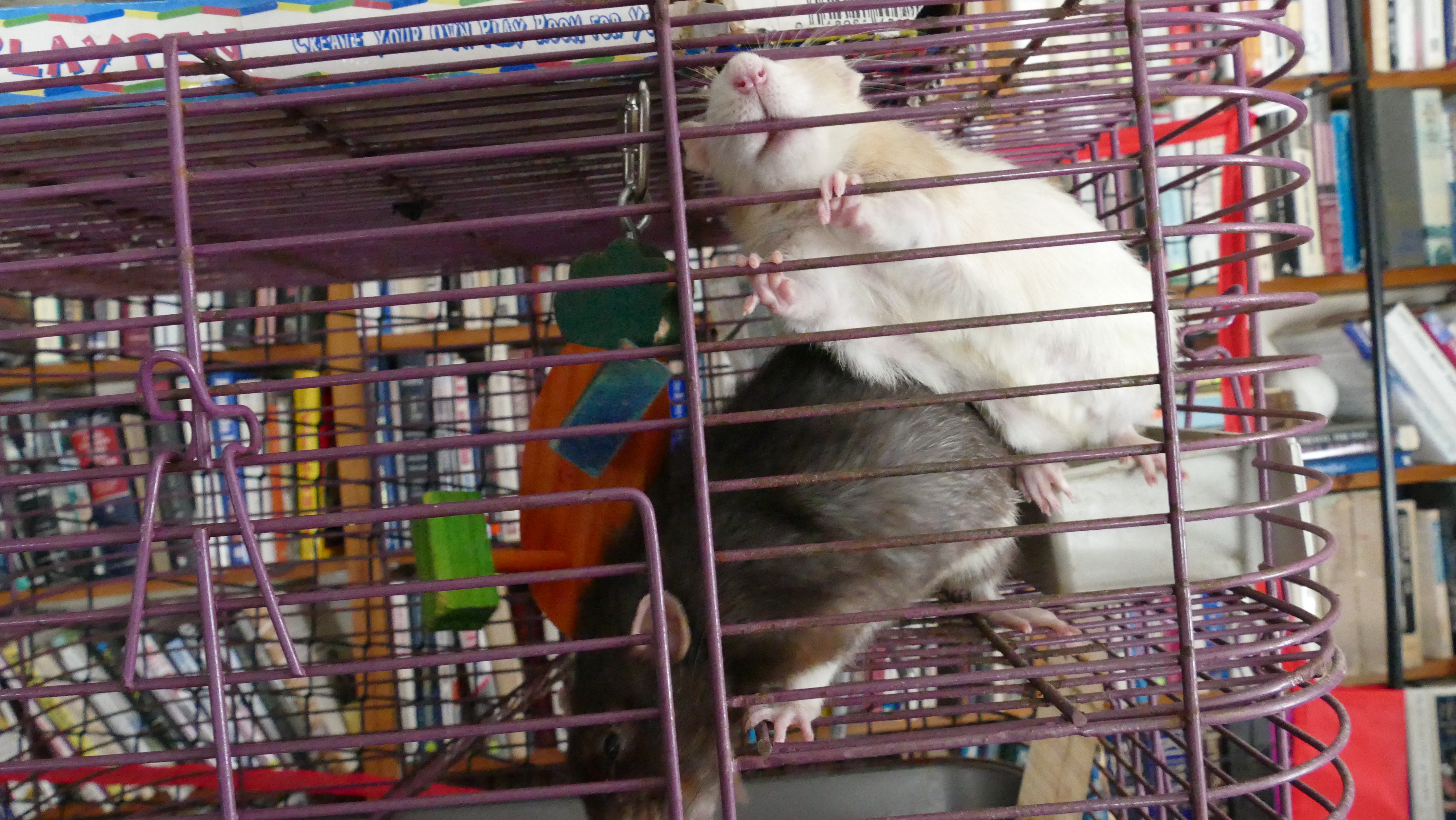 2 other rats looking to be fed!.JPG