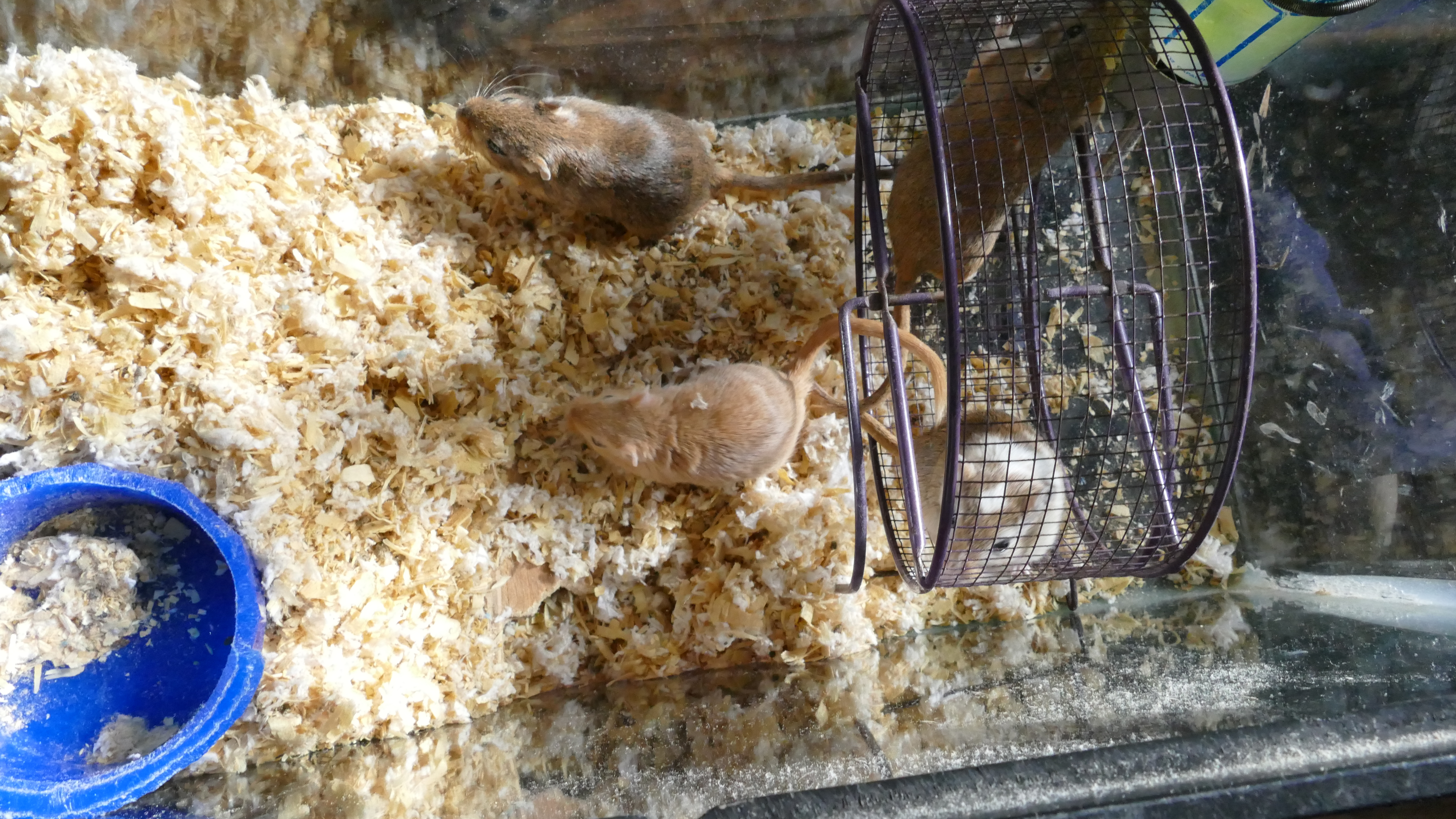 4 male gerbils.JPG