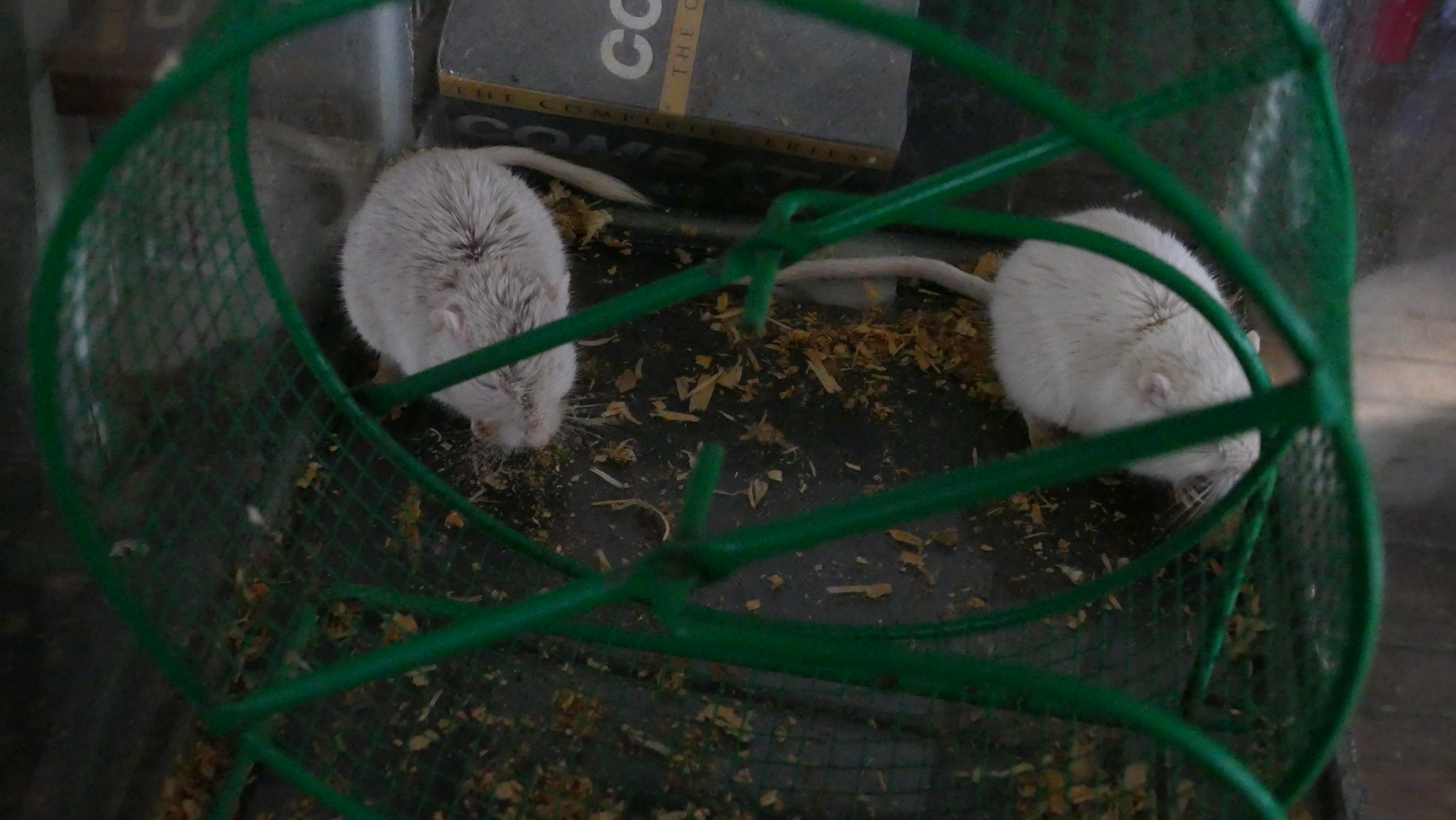 2 absolutely beautiful gerbils of unknown (same) sex.JPG