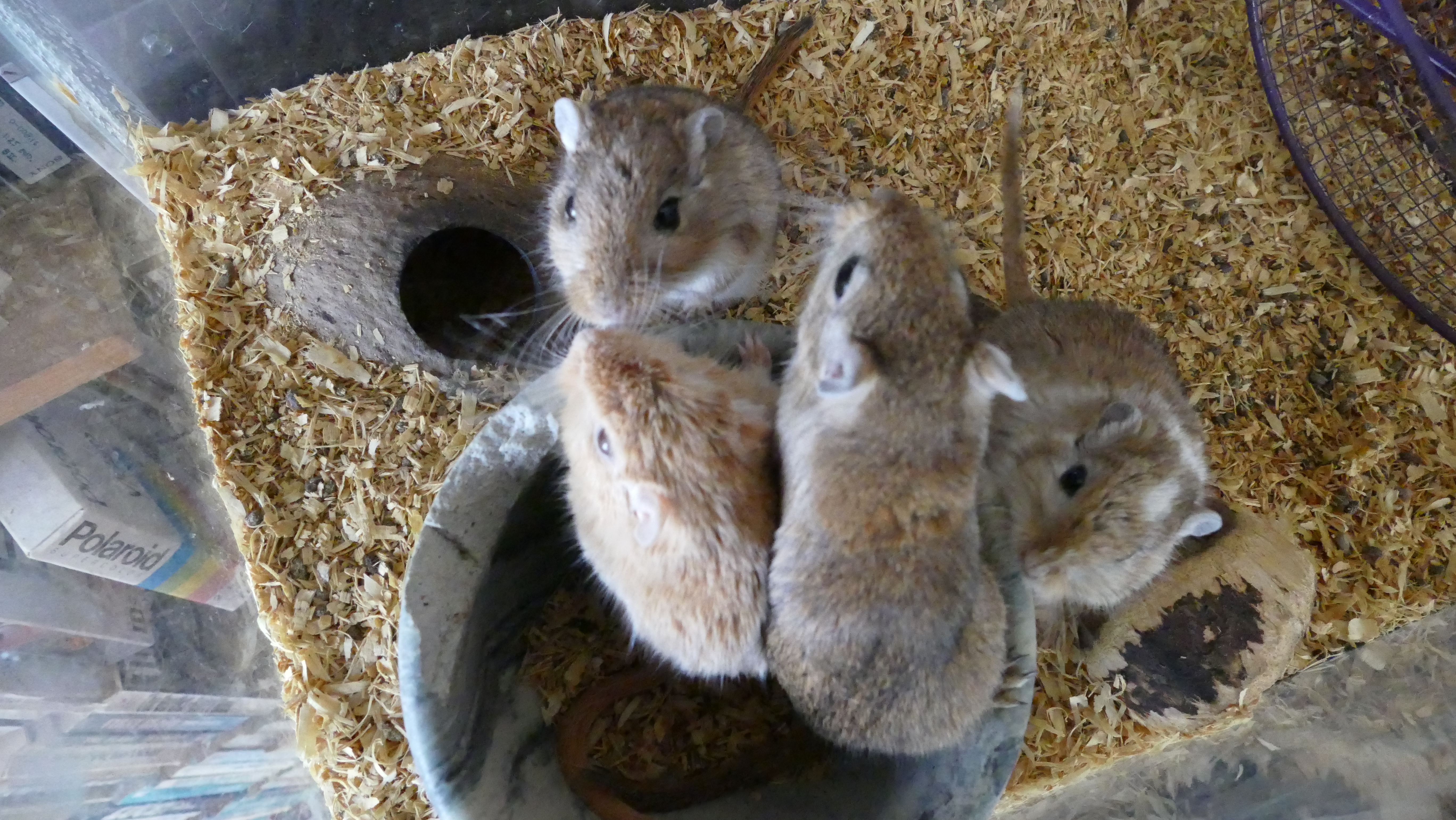 4 female gerbils.JPG