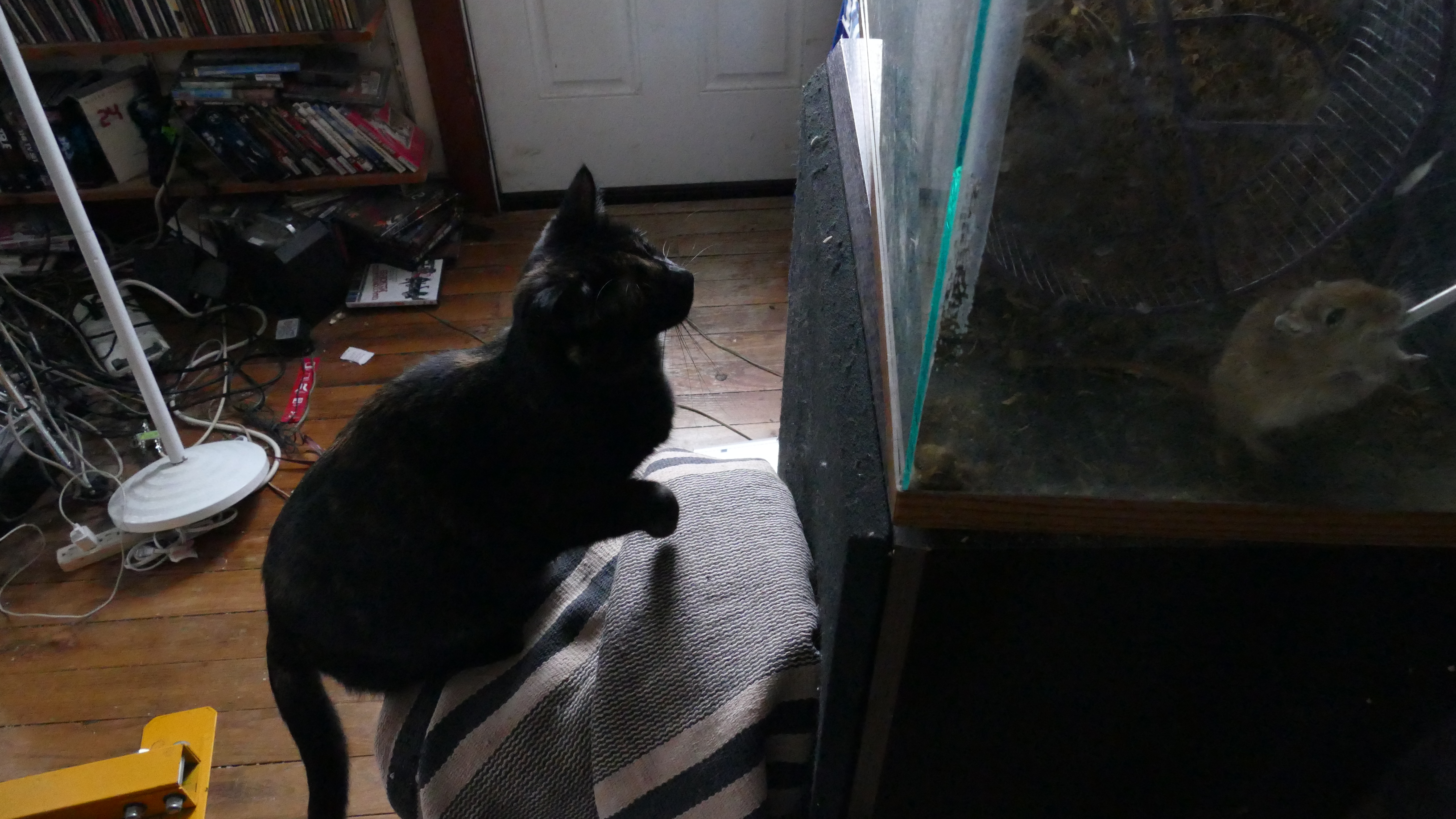 Cannelloni checking up on the welfare of the 4 female gerbils.JPG