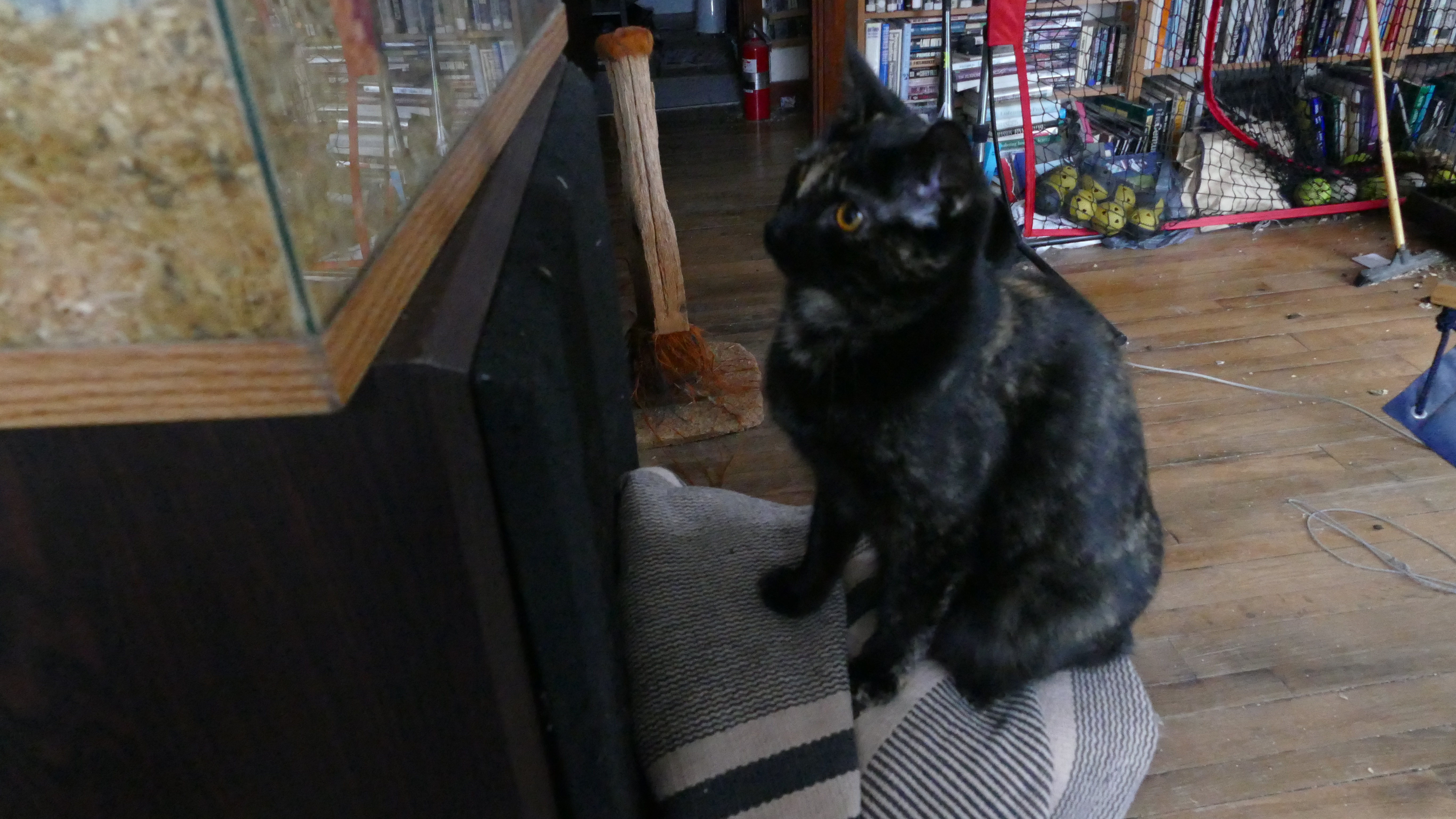 Cannelloni ever vigilant making sure nothing happens to those female gerbils.JPG
