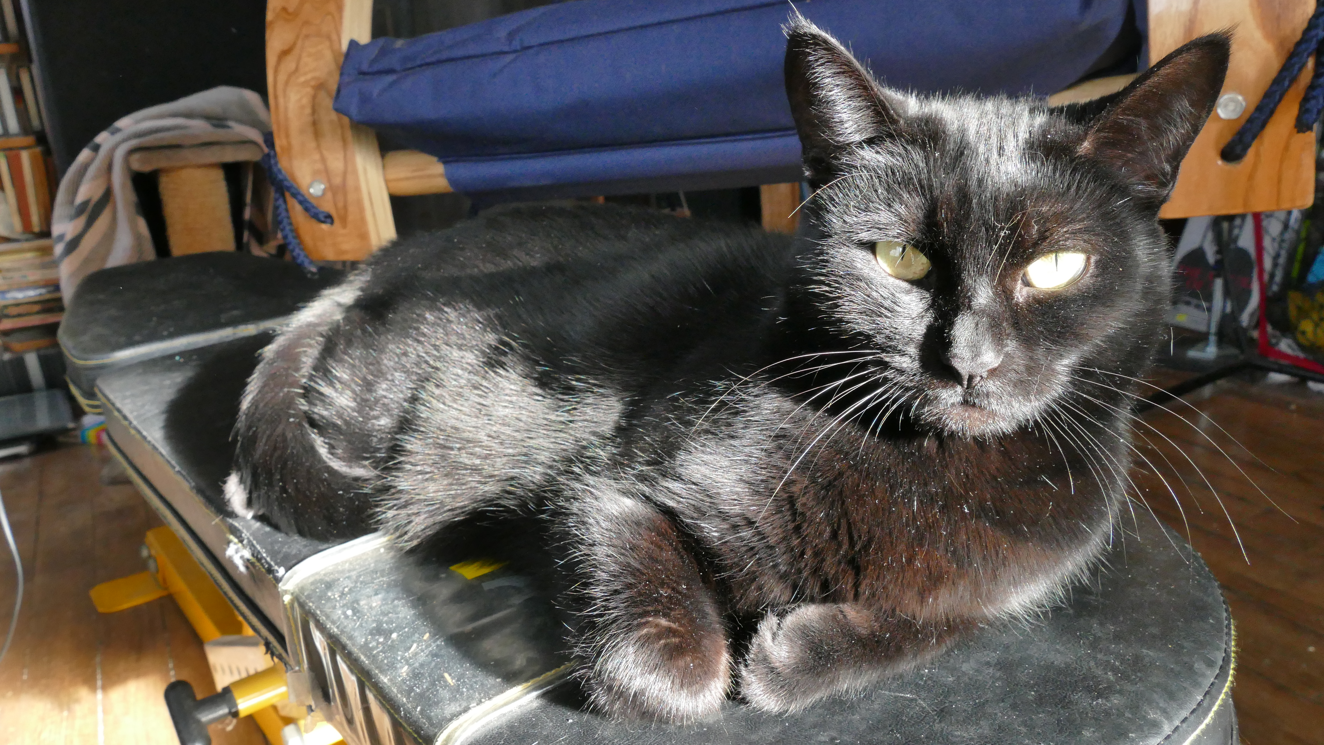 The Mink girl - Queen of the house.JPG