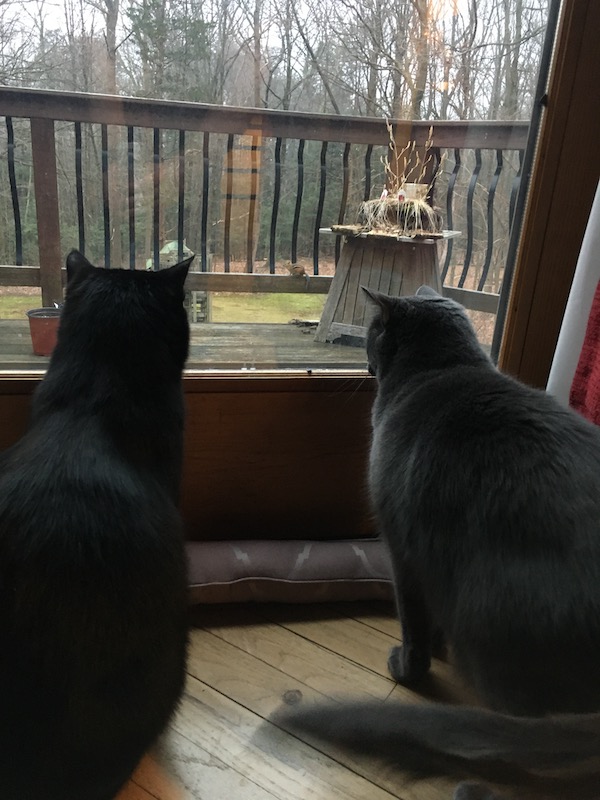 Cats2.jpg