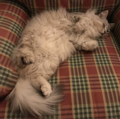 chai sleeping.jpeg