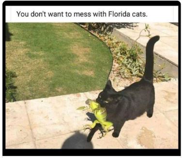 Capture.JPG