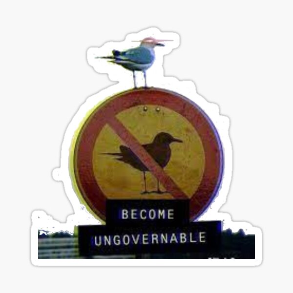 gull.jpg