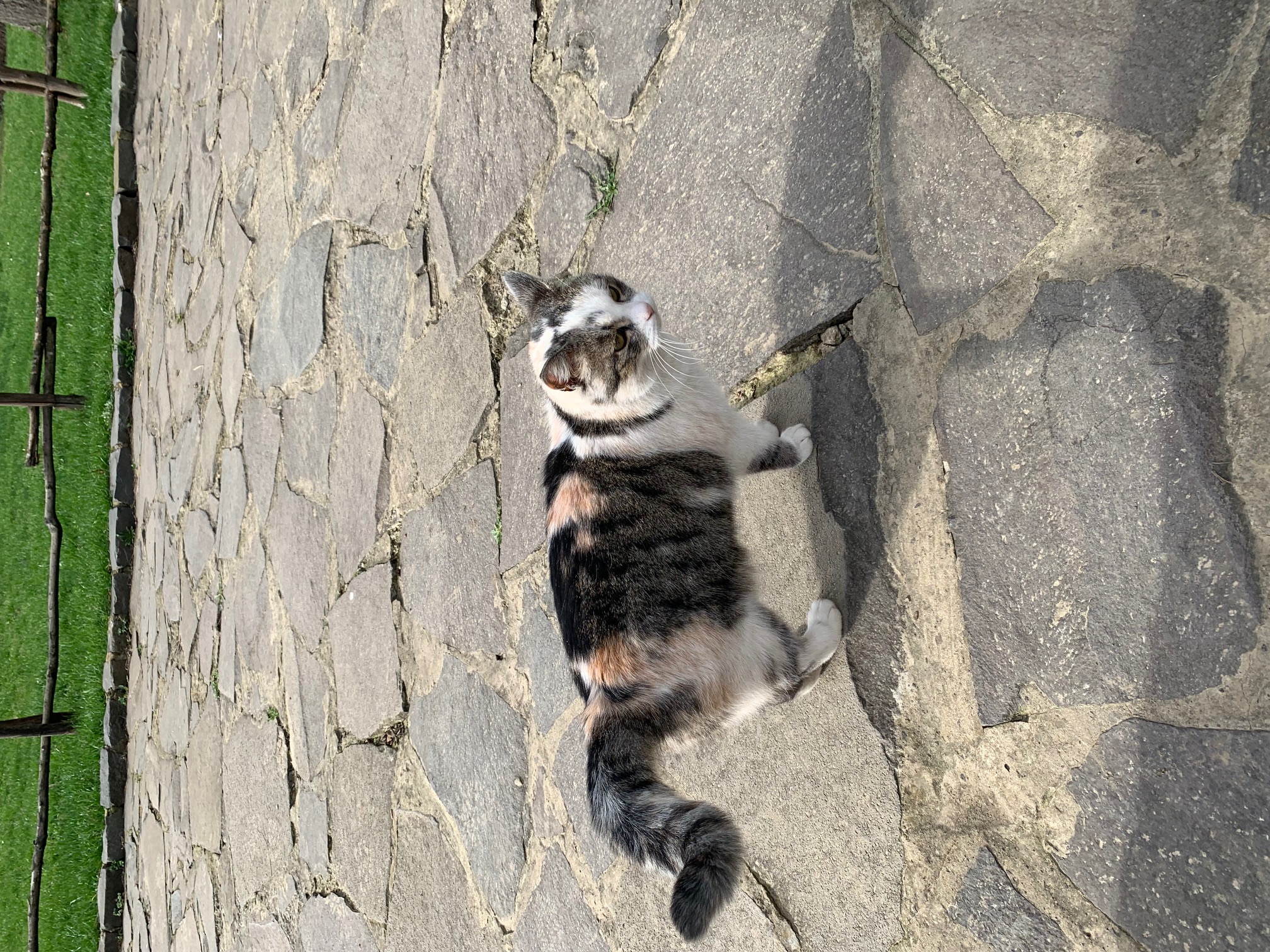 IMG_4515.jpeg