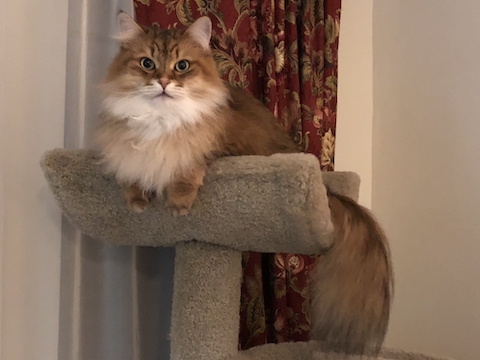 Regal Charlie 2018-11-09 small.jpg