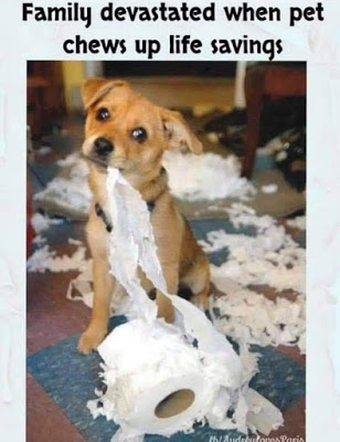dog-toilet-paper.jpg