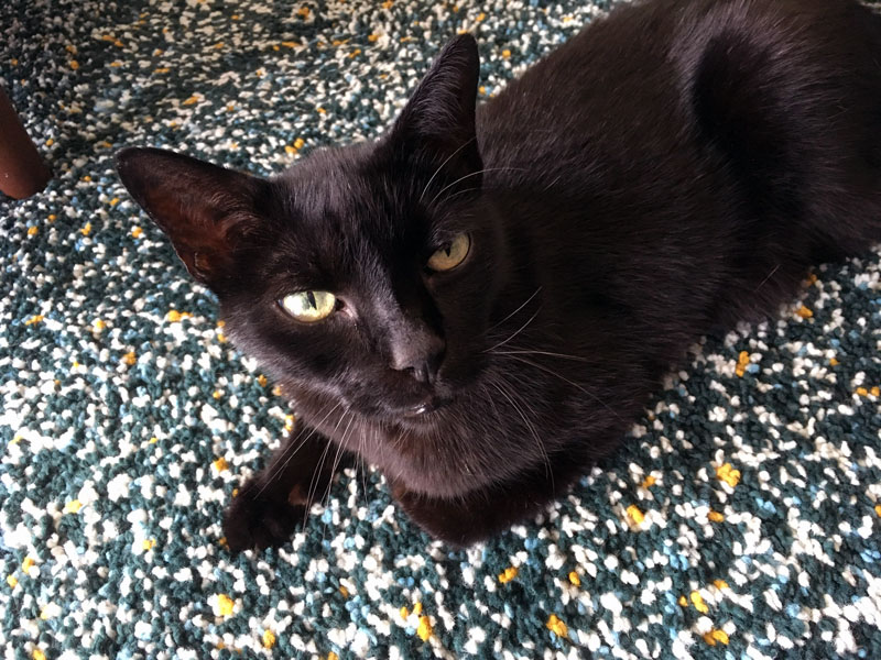 black-cats-rock.jpg