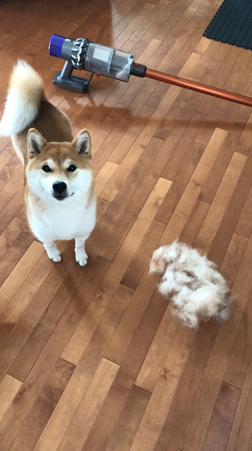 miso.png
