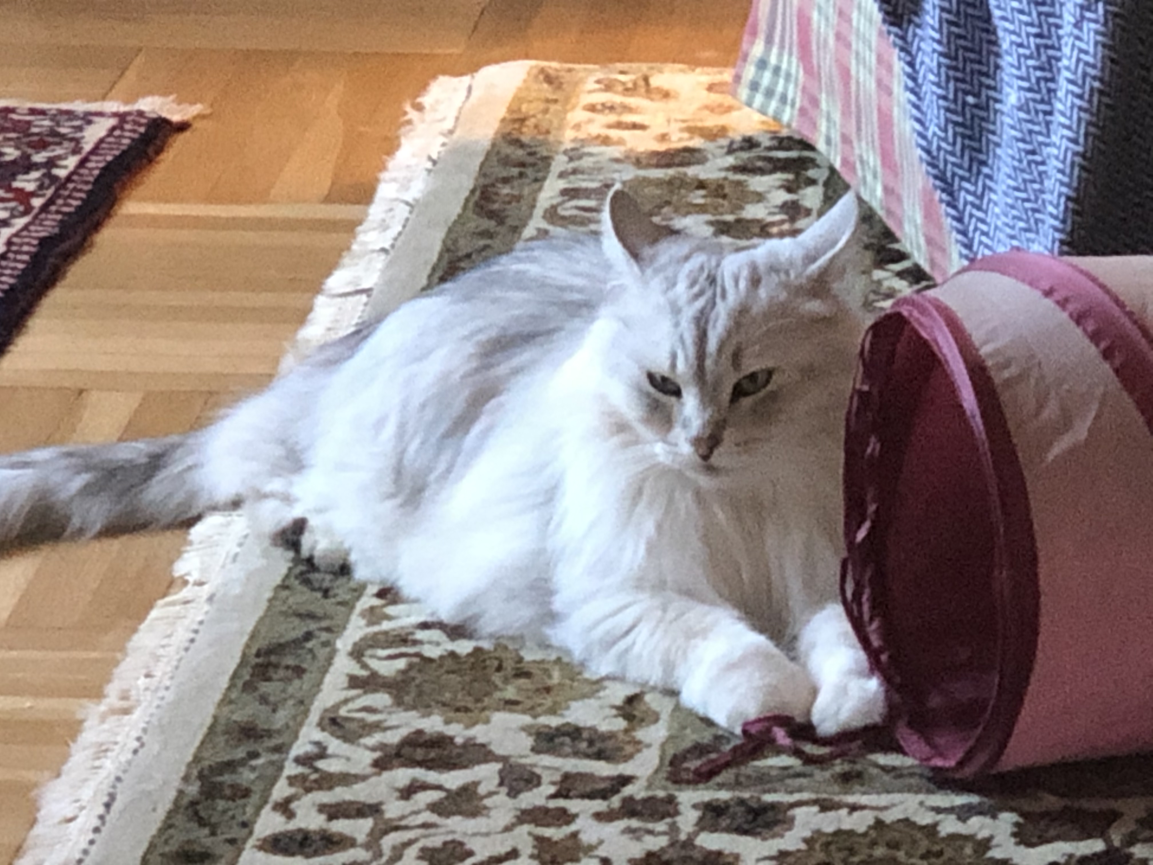 2020-05-16 19.11.04.jpg