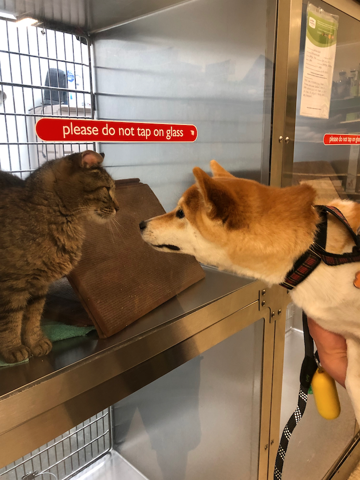 misoshelter.png