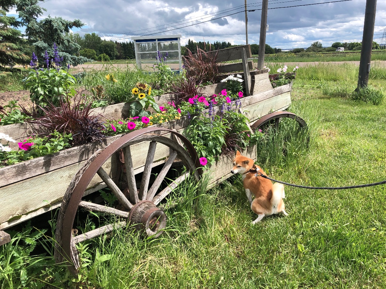 garden.jpg